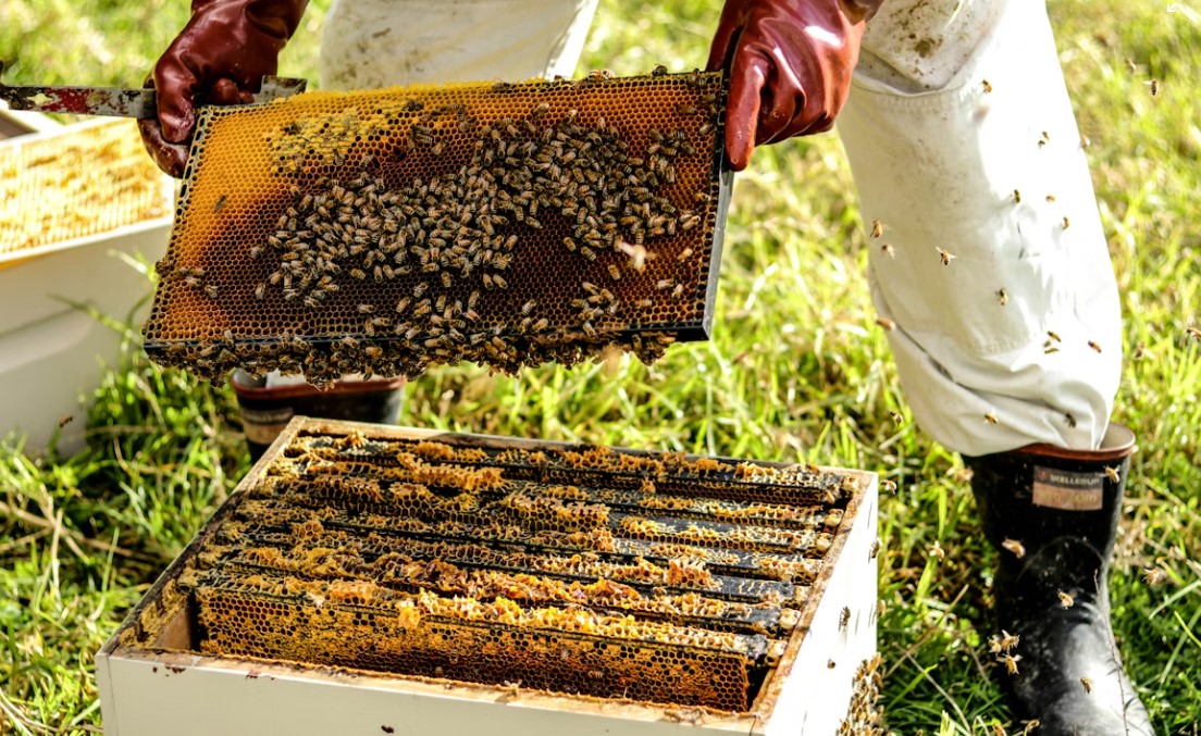 Why 8-Frame Hives Are Gaining Ground Over Traditional 10-Frame Equipment