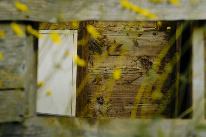 Absconding vs. Swarming: When Bees Leave the Hive