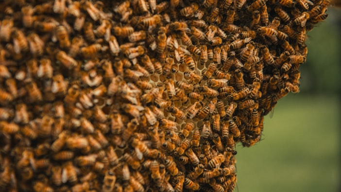 Africanized Bees: History, Spread, and Reality