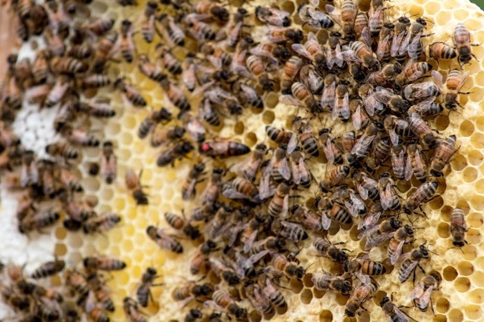 American Foulbrood: Why Beekeepers Burn Hives
