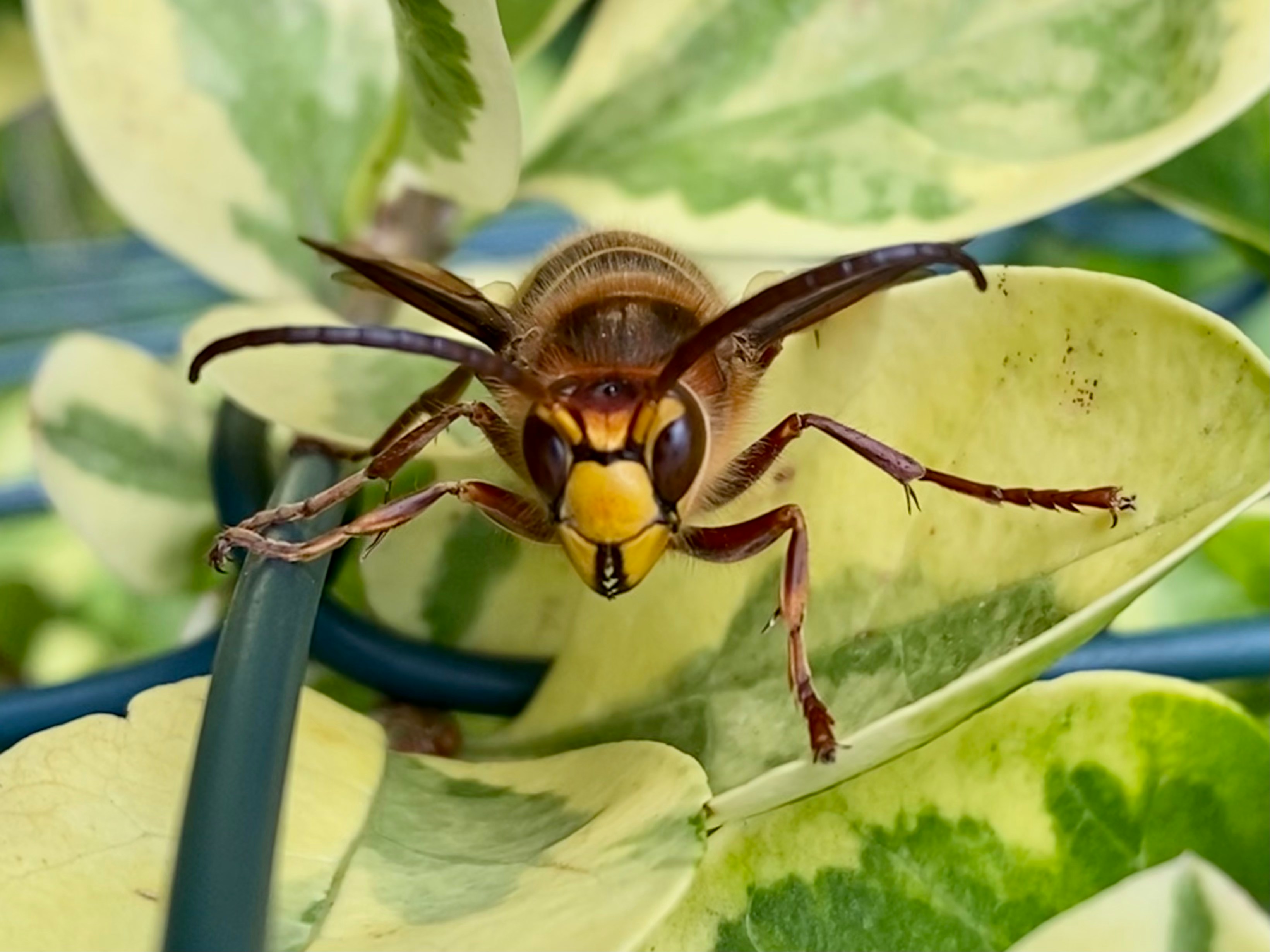 Asian Giant Hornet: The Murder Hornet Reality