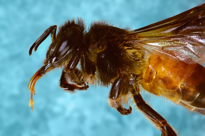 Bee Learning and Memory: Pavlov's Tiny Subjects