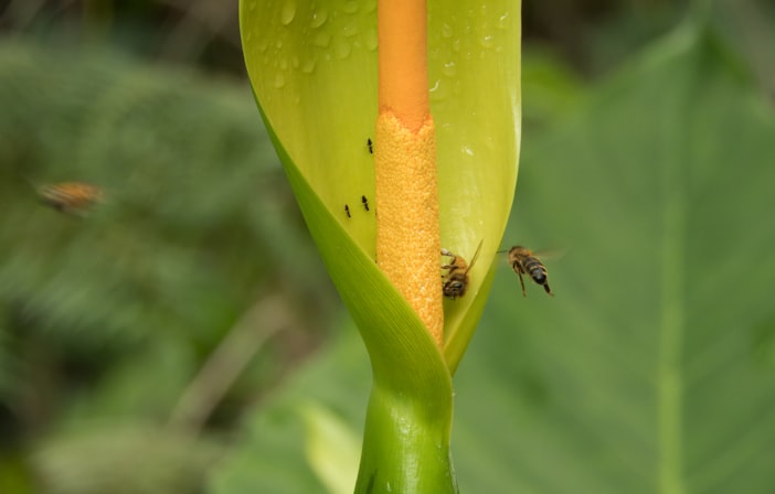 The Bee Proboscis: How Bees Drink Nectar