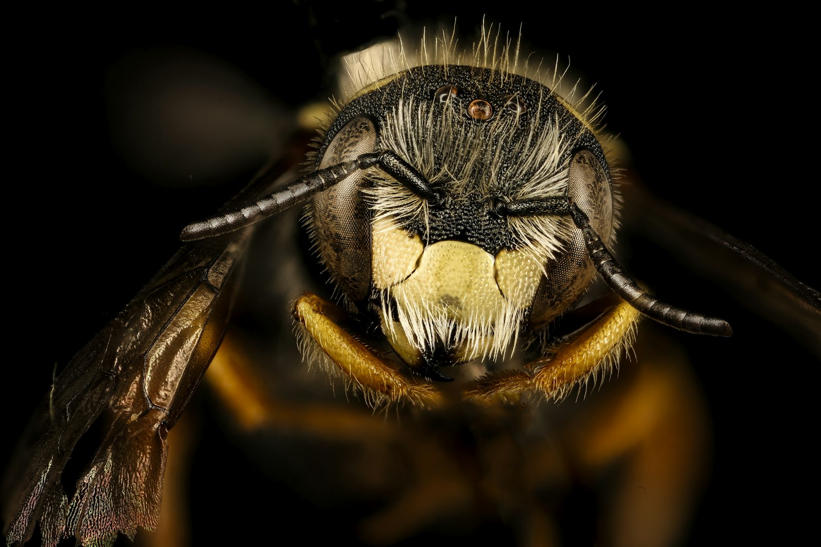 The Bee as Symbol of Power: Pharaohs to Napoleon