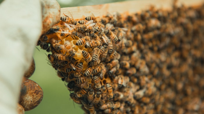 Beekeeping Clubs and the Mentor Effect