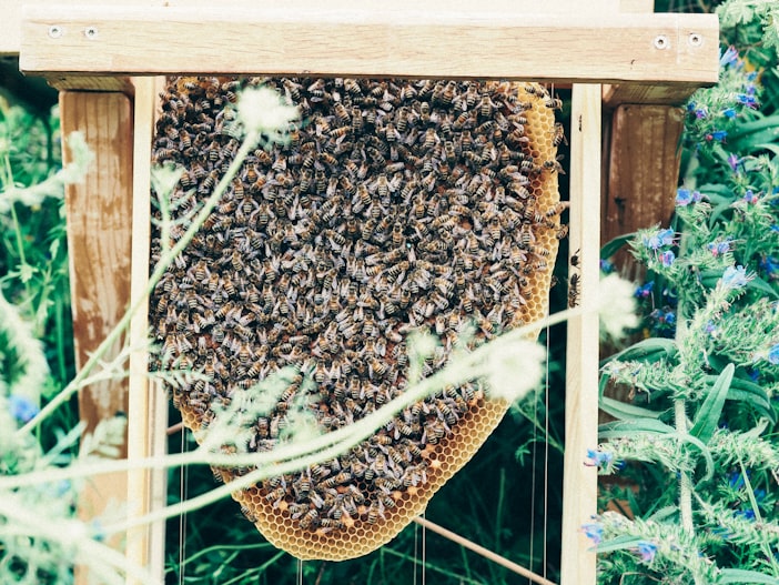 Beekeeping Laws: The State-by-State Patchwork