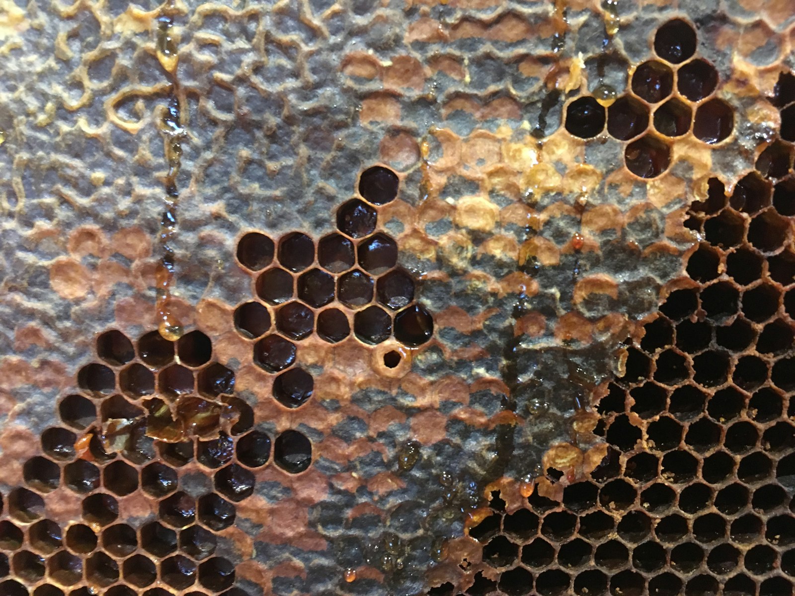 Comb Honey Production: The $25-Per-Pound Comeback