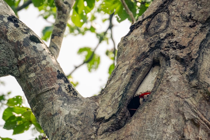 Feral Bees and Darwinian Beekeeping in Arnot Forest