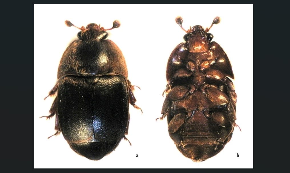 The Hive Beetle Trap Showed Up Full: Timeline for What Comes Next