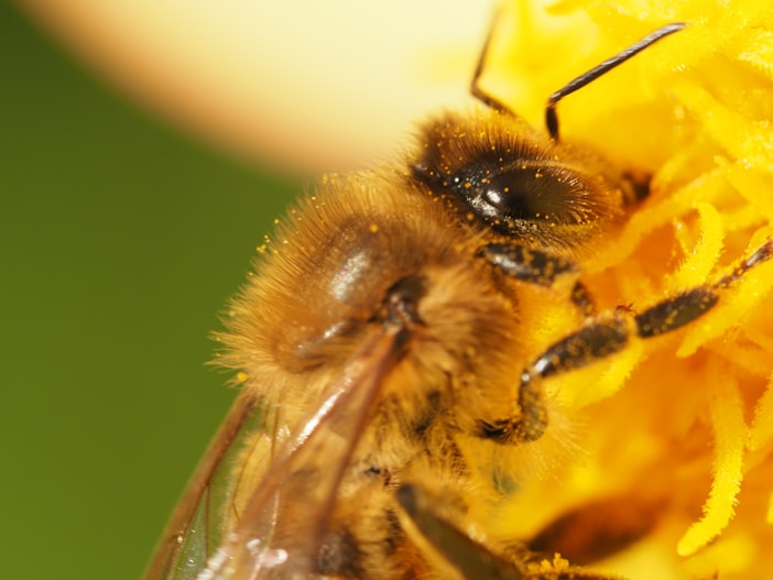 The Honey Bee Genome: What Sequencing Revealed