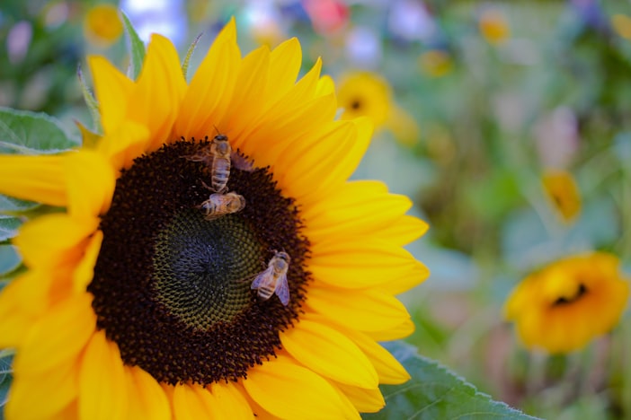 The Honey Bee Gut Microbiome and Colony Health