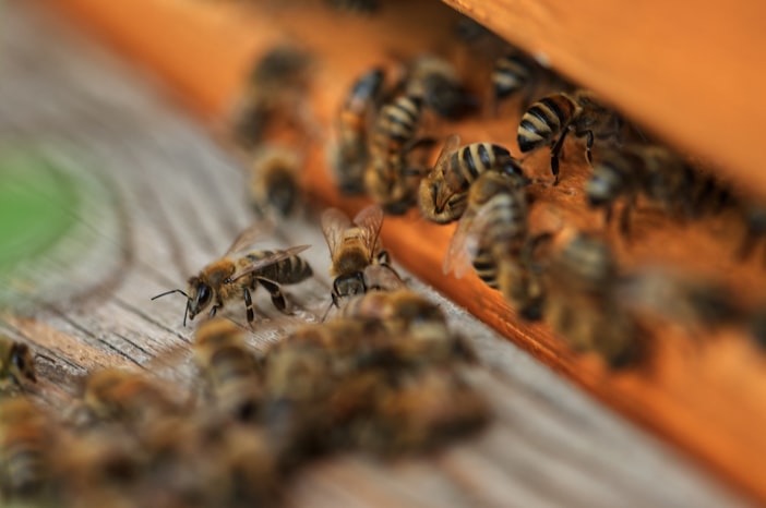Honey Bee Pheromones: 50+ Chemical Signals