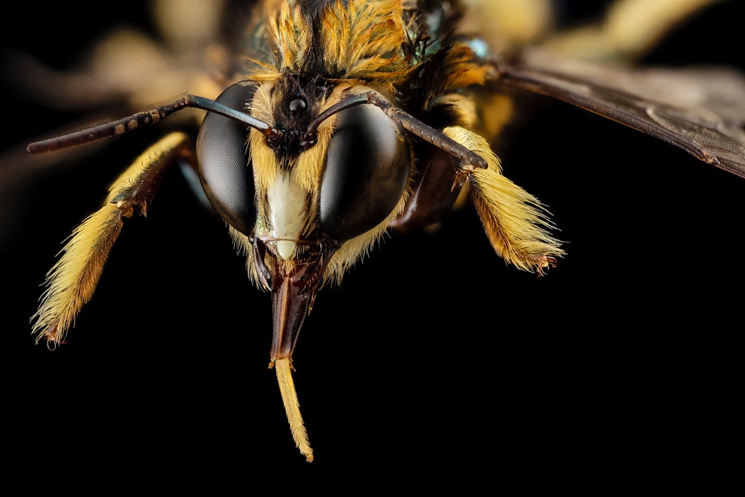 How Bees See: UV Vision and the Compound Eye