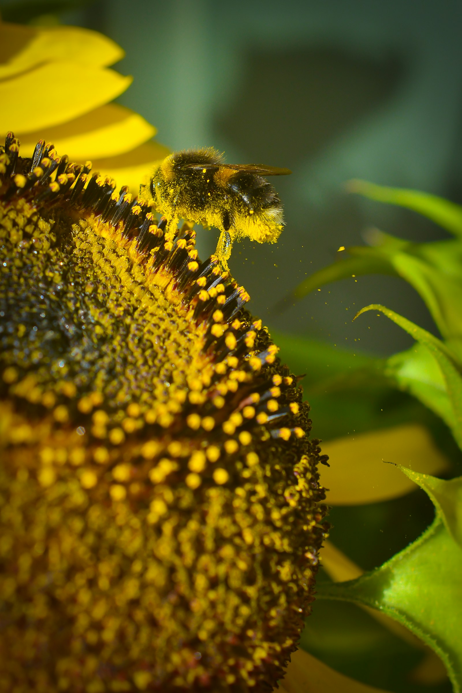 Honey Bee vs. Bumblebee: Two Very Different Stories