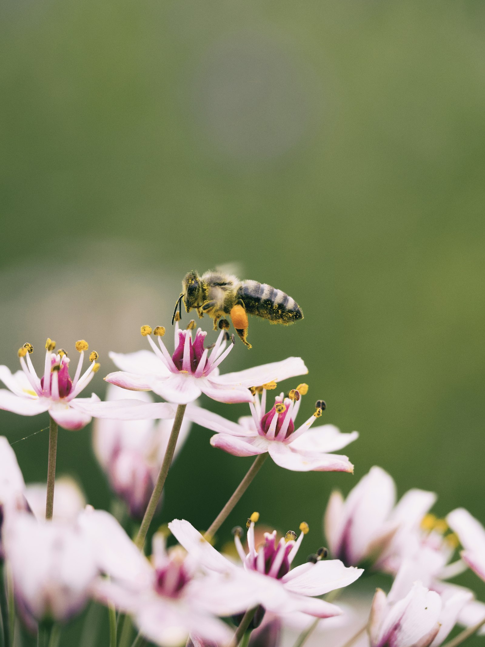 How Far Do Bees Travel? The Foraging Range Explained