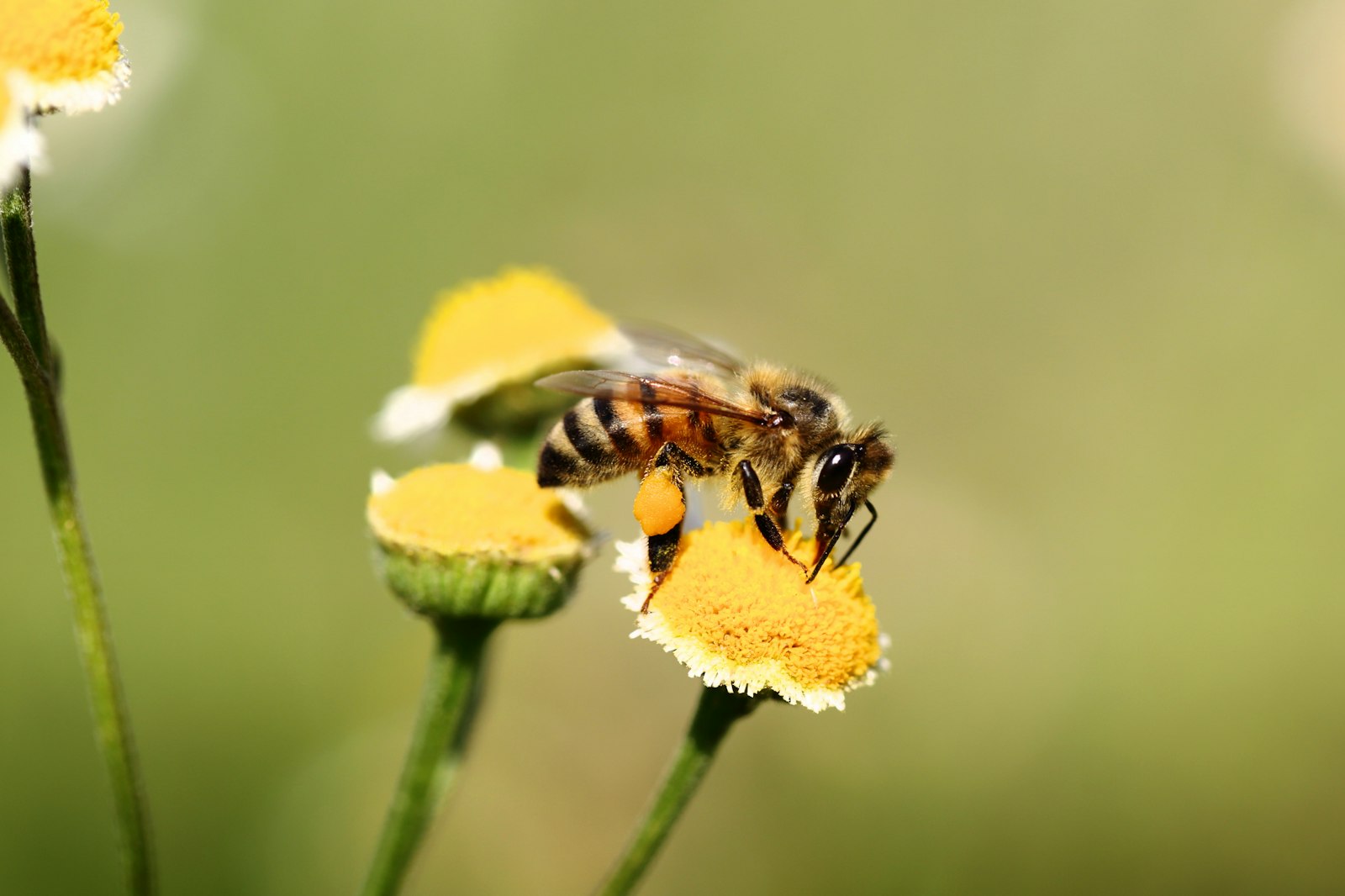 How Long Do Bees Live? Worker, Queen, and Drone