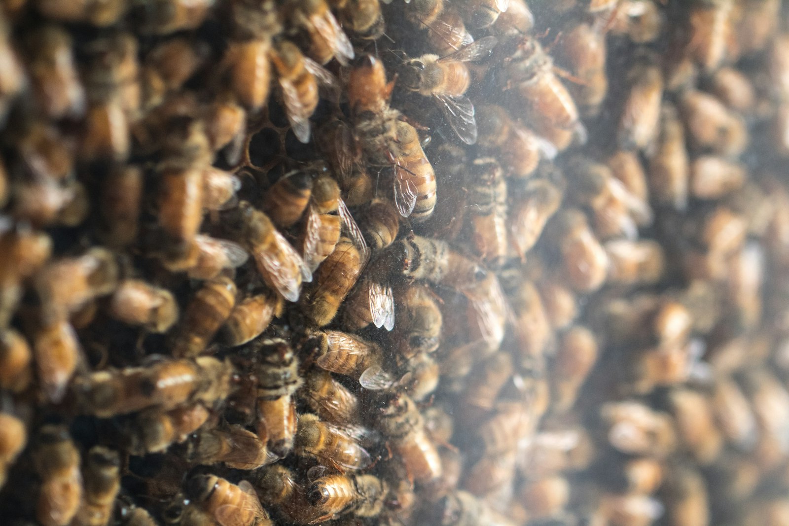 How Many Bees Are in a Hive? The Number Shifts More Than You'd Think
