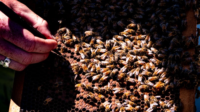 Neonicotinoids and Bees: The Science and the Ban