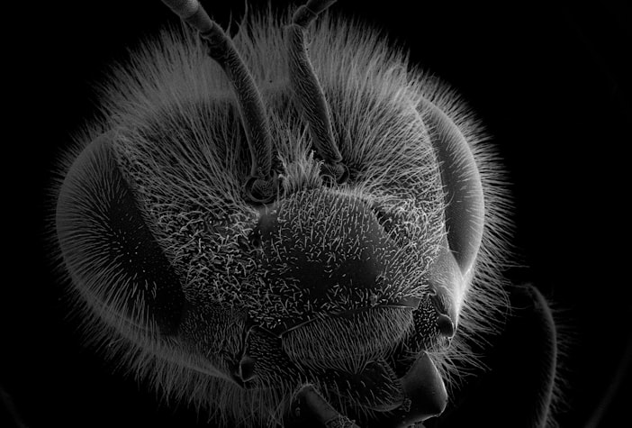 Nosema: The Gut Parasite and Fumagillin Debate