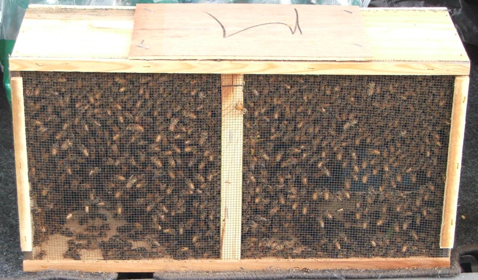 Package Bee Pricing: Why Spring Costs More Than Fall