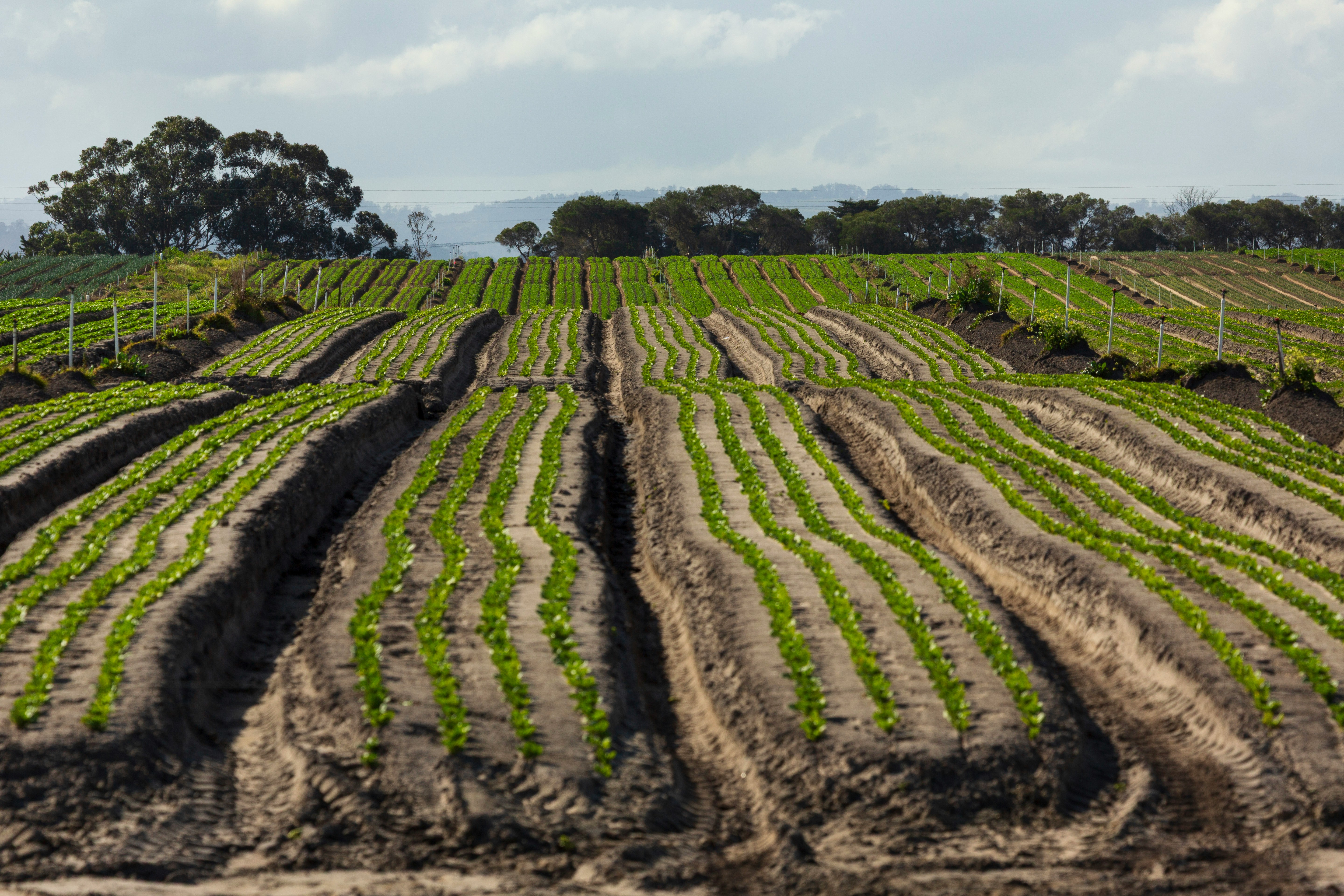 Pesticide Drift and Bee Kill Incident Reporting