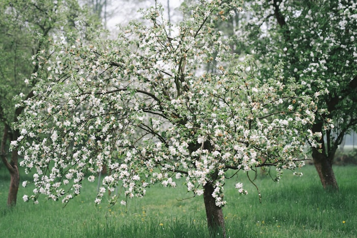 What Bees Are Worth to American Agriculture