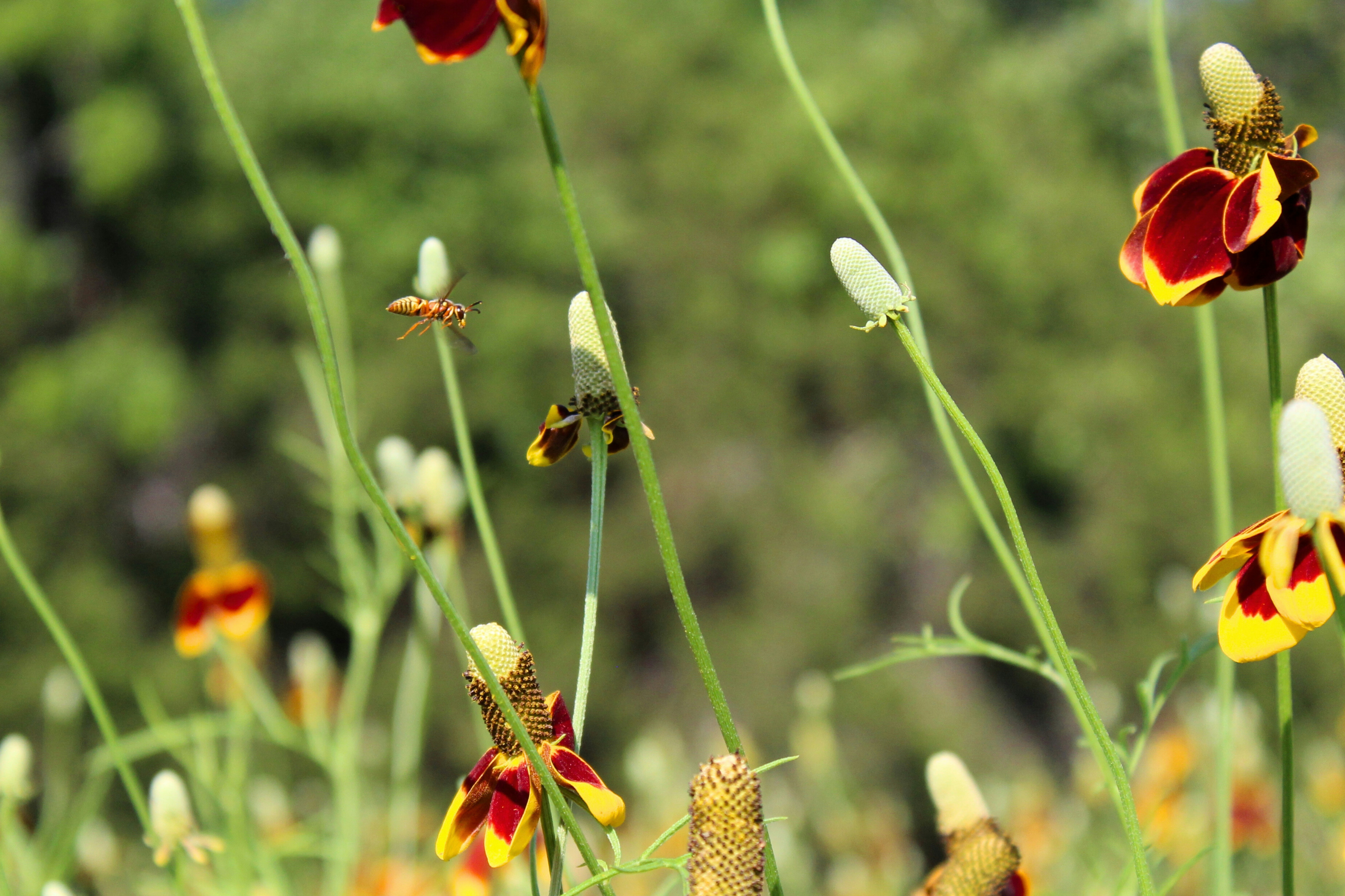 Pollinator Gardens: What the Research Says Works