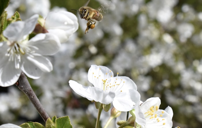 Spring Buildup: 10,000 Bees to 50,000 by June