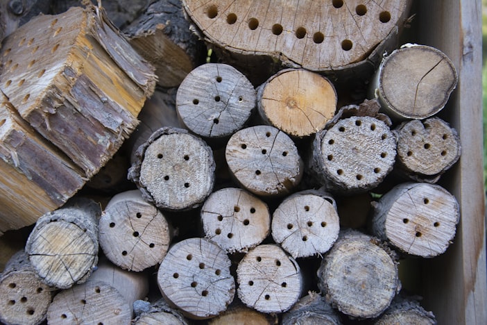 Swarm Traps: Catching Free Bees With a Box