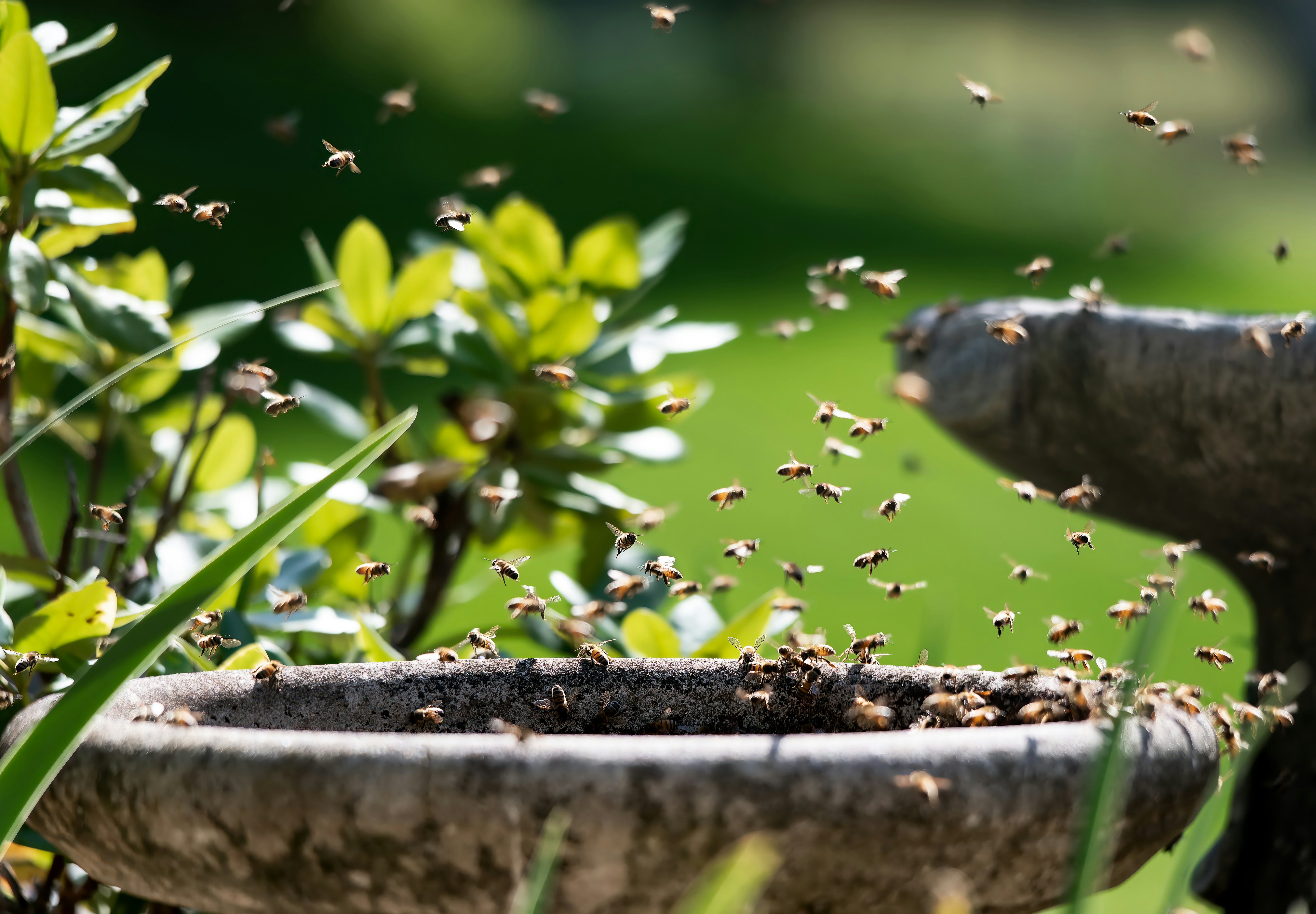Why Honey Bee Colonies Split Themselves in Half