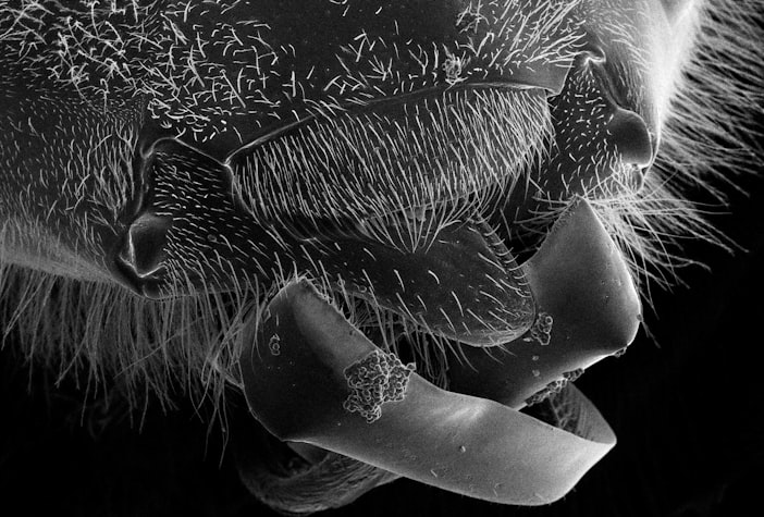 Tracheal Mites: The Isle of Wight Disease Mystery