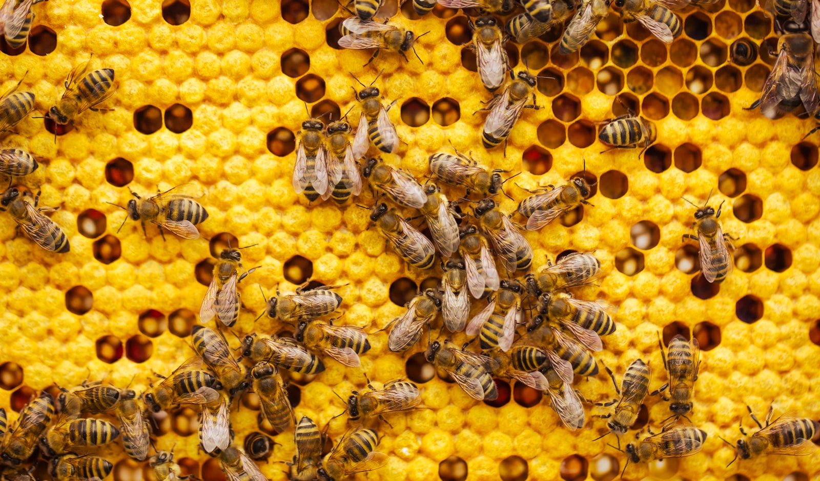 Types of Beehives: From the Skep to Modern Designs