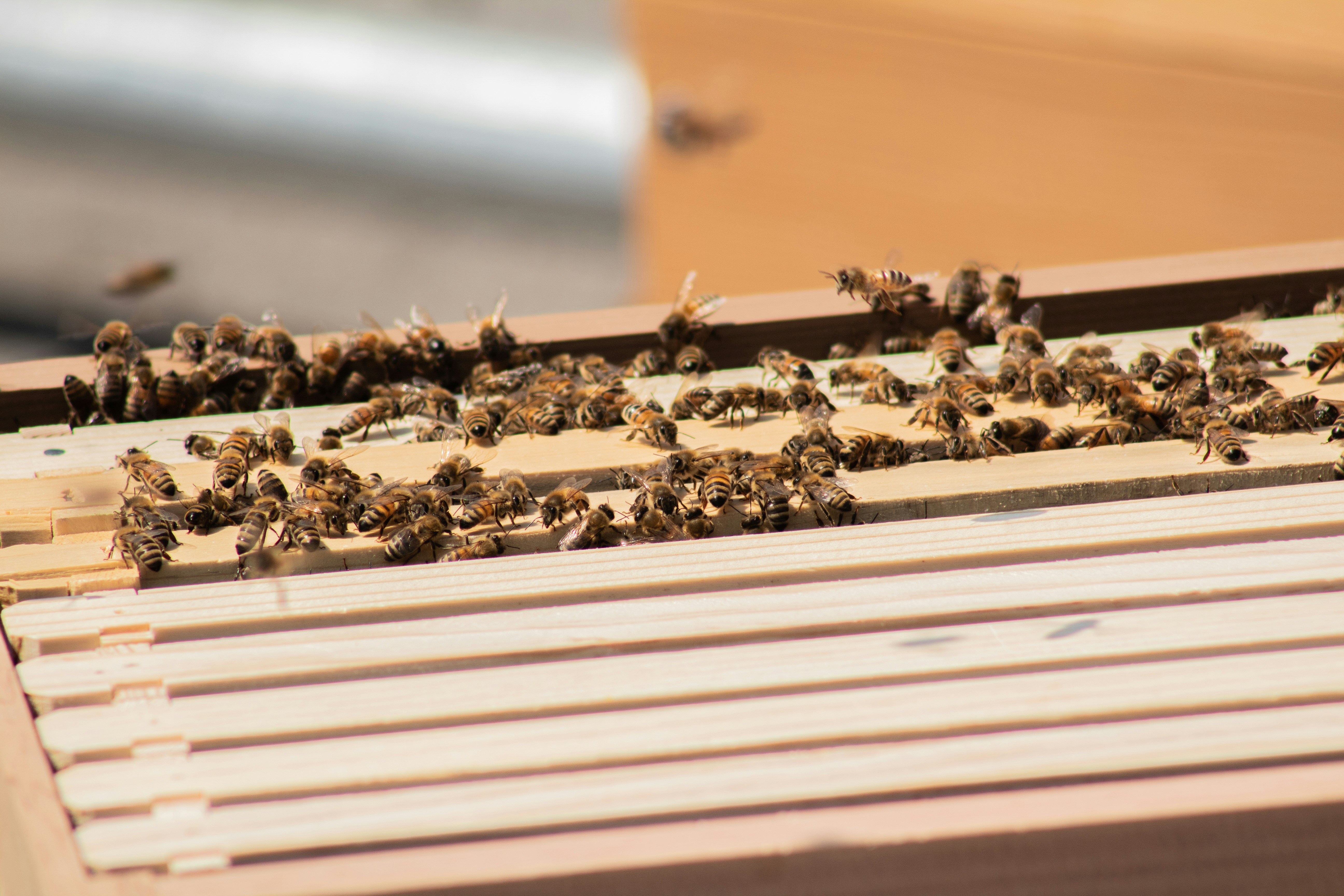 USDA Colony Loss Surveys and Bee Informed Data