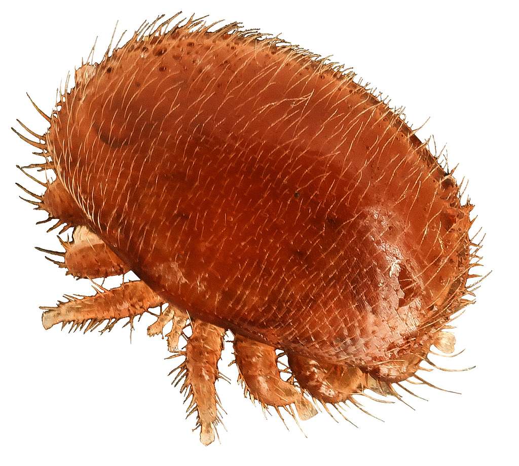 How Varroa Mites Changed Modern Beekeeping