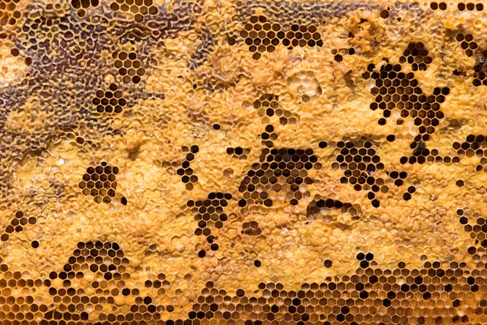 The Waggle Dance: How Bees Communicate Location