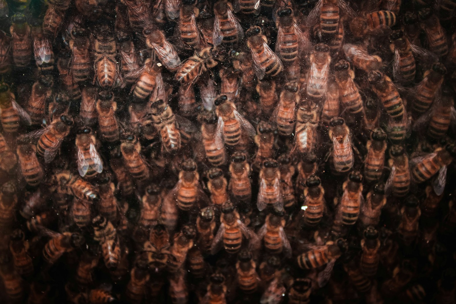 What Do Bees Do in Winter? The Winter Cluster Explained
