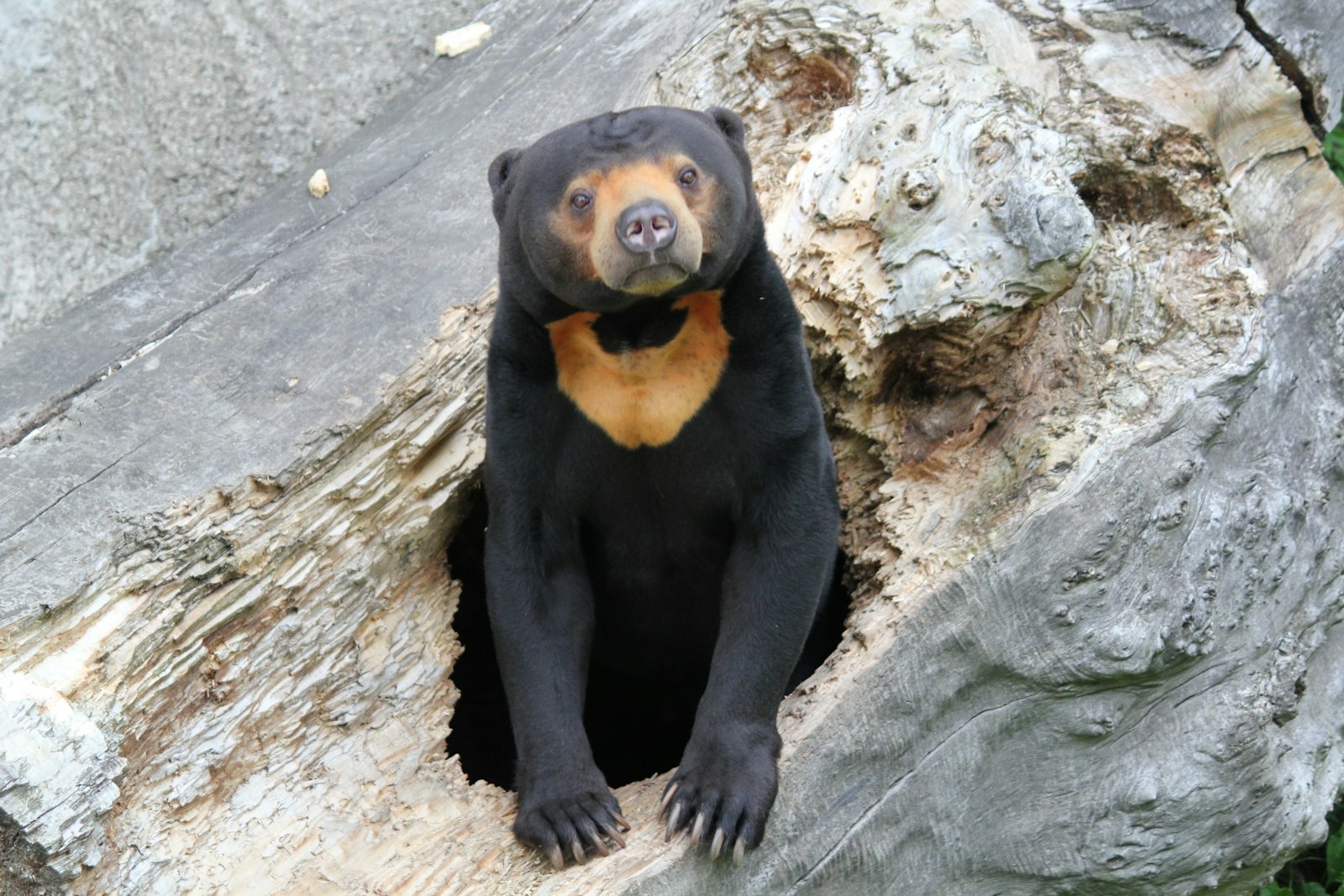 What Eats Bees: The Full List Is Stranger Than Bears